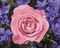 Garden Rose CS2308 19.7 x 15.8 inches Crafting Spark Diamond Painting Kit